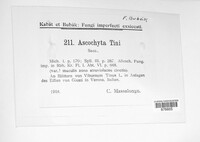 Ascochyta tini image
